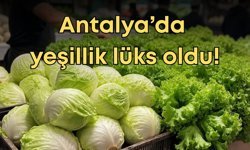 Antalya’da yeşillik lüks oldu: Marul fiyatları zirvede