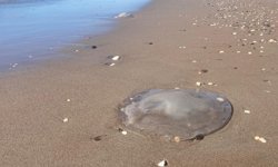 Mersin sahillerinde denizanası alarmı