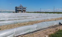 Tarlada kalan marul iddiasına Bakanlıktan yanıt geldi!