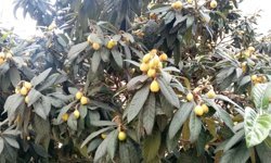 Antalya’da 'dalında bedava', pazarda 100 TL!