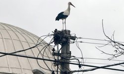 Antalya’da leylek yuvası tartışması! Keyfilik mi zorunluluk mu?