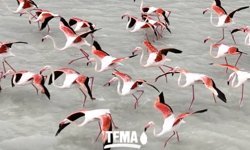 Seyfe Gölü’ne ölümcül kıskaç!