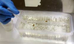 Yaz gecelerini kabusa çevirecek Asya kaplan sivrisineğine dikkat!