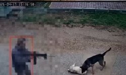 Antalya’da infial yaratan olay: Sokak köpeğini pompalı ile öldürdü