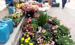 Antalya’da süs bitkilerine büyük zam!