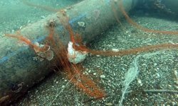 416 bin metrekare hayalet ağ temizlendi: 1,5 milyon canlı kurtarıldı