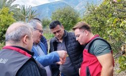 Turunçgillerin koruyucu melekleri sahada: 5 bin faydalı böcek salındı