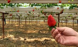 Antalyalı mühendisin başarı hikayesi! Topraksız tarımla 3 ülkeye çilek ihracatı