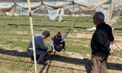 Alanya'da dünya sofraları için titiz mesai!