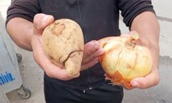 Antalya’da soğan ve patatesler çöpe atıldı