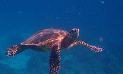 Belek’te 32 yılda 1,5 milyon caretta caretta yavrusu denizle buluştu