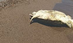 Antalya’da ölü caretta caretta bulundu