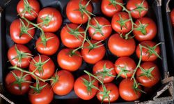 Antalya'da domates üretimi düştü! Nevzat Akcan uyardı