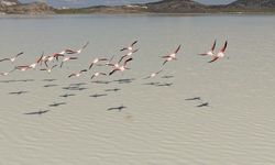 Flamingoların terk ettiği Yarışlı Gölü'nde yıllar sonra sevindiren görüntü!