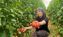 Aksu'da genç çiftçiden domates hasadı!