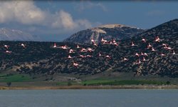 Yarışlı Gölü’nün göz kamaştıran misafirleri: Flamingolar havada dans etti