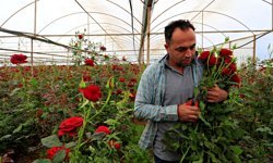 Antalya’da gül üreticisi dertli: Dalı 10 TL, vitrinde 200 TL