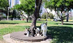 Antalya'da anne kedi Çito’nun yavruları için hayvanseverlere çağrı