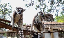 Antalya Doğal Yaşam Parkı’nda Lemur ailesine yeni üye: Zabumafu