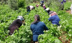 Mersin’de sarıkız fasulyesinin hasadı başladı! Kilosu 100 TL’den satılıyor