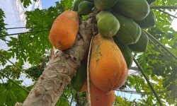 Alanya’da papaya hasadı başladı, siparişler arttı