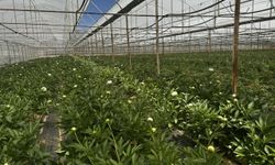 Antalya’da tanesi 150 TL! Siparişlere yetişemiyorlar