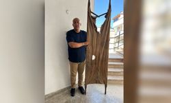 Antalya’da zabıta, savaş döneminden kalma sedyeyi çöpte buldu