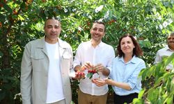 Manavgat’ta kiraz hasadı coşkusu! Antalya vekilleri bahçeye indi