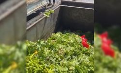 Antalya’da çöp kutuları sebzelerle doldu!