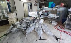Muratpaşa’da avlanması yasak olan dev balıklar ele geçirildi