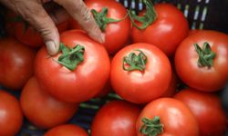 Kumluca’da yazlık domates hasadı başladı: Halde 25, markette 150 lira!