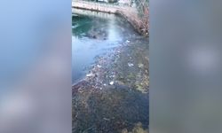 Antalya’da sivrisinek kabusu! Finike’de dere larvalar ile doldu