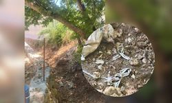 Jandarma ağaçta gördüğüne inanamadı!