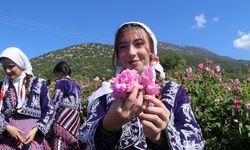 Burdur Gölü kıyısında mis gibi gül hasadı