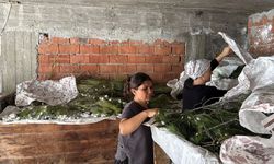 Evlerinin alt katında üretime başladılar! İpek böceğinden 80 bin lira gelir