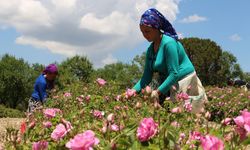 Isparta’da gül bahçelerinde zorlu mesai! Günlük kazanç 800 lirayı buluyor