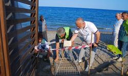 Kemer'de sevindiren gelişme: Deniz kaplumbağaları 38 yuva bıraktı