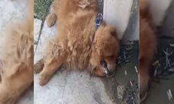 Mahallenin simgesi köpeği ölüme sürükleyen şüpheli yakalandı