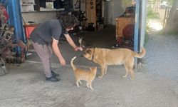 Manavgat'ta kapısına gelen kör köpeğe 13 yıldır evladı gibi bakıyor