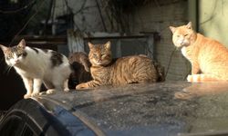 Antalya Büyükşehir’den sahipsiz kediler için mobil kısırlaştırma hizmeti