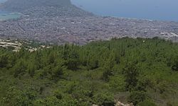 Alanya'da korkutan yangın! Çayarası Yaylası'ndan dumanlar yükseldi