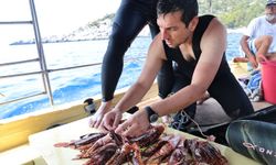 İstilacı aslan balığına karşı rekabet dolu yarışma
