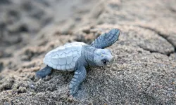 Çıralı’da caretta caretta sezonu sona erdi: 3 bin 458 yavru denizle buluştu