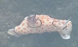 Antalya’da yıllar sonra deniz tavşanı göründü