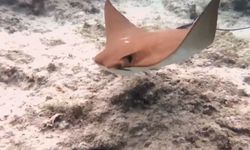 Kemer açıklarında ilk kez görüldü! Atlantik kökenli inek burunlu vatoz