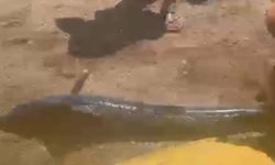 Muğla’da akılalmaz olay! Denizdeki kılıç balığını kuyruğundan yakalayıp karaya çıkardı!