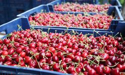 Batı Akdeniz ihracatına kiraz ve vişne damgası