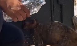 Kumluca'da alevlerin arasında kalan kediye jandarmadan şefkat eli