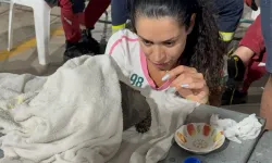 Yangından yaralı kurtarılan kaplumbağa için seferber oldular