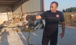 Yılanlar evlere giriyor! Antalya'da günde 10 ihbar